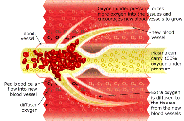 Neurovascular Regeneration