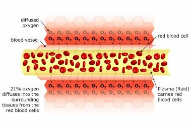 Normal Blood Flow